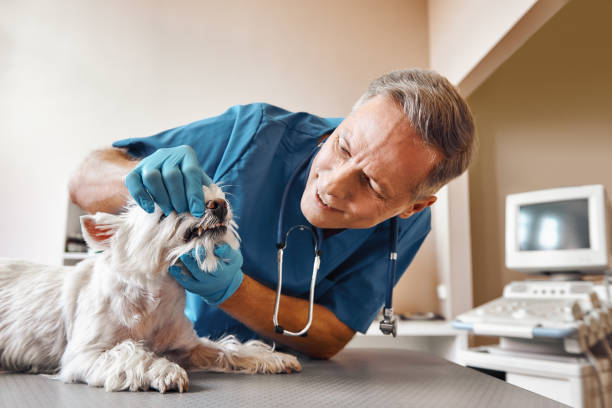 Best Emergency Root Canal Therapy in Narragansett Pier, RI